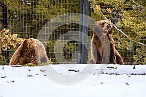 Grizzly Bear in the winter with snow life styleeat play chill