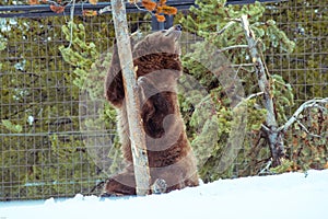 Grizzly Bear in the winter with snow life styleeat play chill