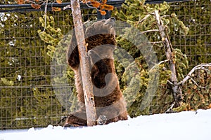 Grizzly Bear in the winter with snow life styleeat play chill