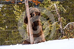 Grizzly Bear in the winter with snow life styleeat play chill