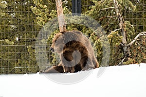 Grizzly Bear in the winter with snow life styleeat play chill