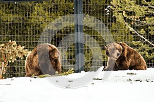 Grizzly Bear in the winter with snow life styleeat play chill