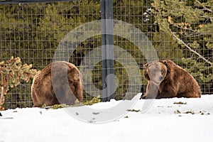 Grizzly Bear in the winter with snow life styleeat play chill