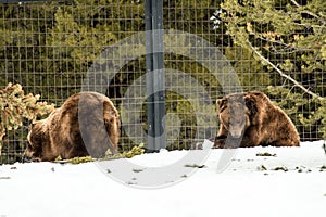 Grizzly Bear in the winter with snow life styleeat play chill