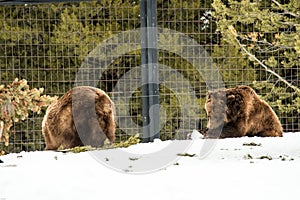 Grizzly Bear in the winter with snow life styleeat play chill