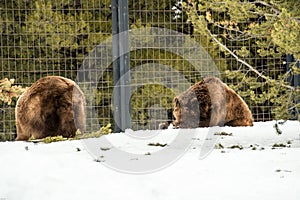 Grizzly Bear in the winter with snow life styleeat play chill