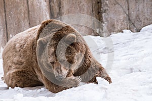 Grizzly Bear in the winter with snow life styleeat play chill