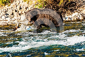 Grizzly Bear Yellowstone Lamar River photo