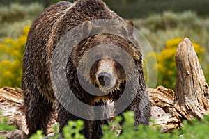 Grizzly Bear in Yellowstone National Park