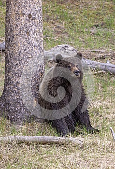 Grizzly Bear in Yellowstone National Park in Spring