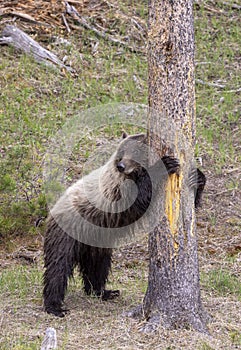 Grizzly Bear in Yellowstone National Park in Spring