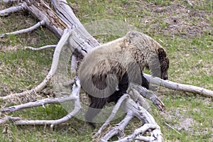 Grizzly Bear in Yellowstone National Park in Springtime