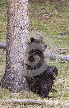 Grizzly Bear in Yellowstone National Park in Springtime