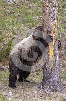 Grizzly Bear in Yellowstone National Park in Springtime