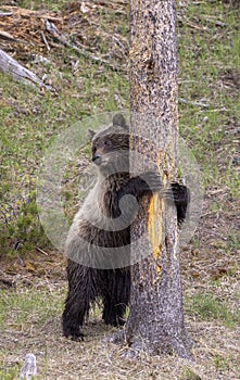 Grizzly Bear in Yellowstone National Park Wyoming in Spring