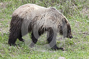 Grizzly Bear in Yellowstone National Park Wyoming in Spring