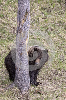 Grizzly Bear in Yellowstone National Park Wyoming in Springtime