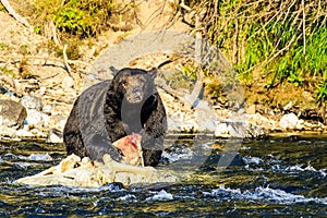 Grizzly Bear in Yellowstone Park