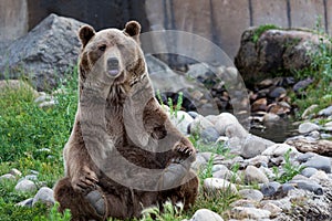 Grizzly Bear Yoga Pose