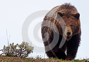 Grizzly Bear photo