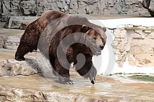 Grizzly bear5