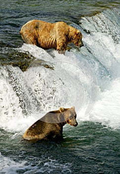 Grizzly bears