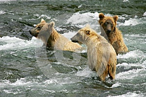 Grizzly bears