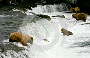 Grizzly bears