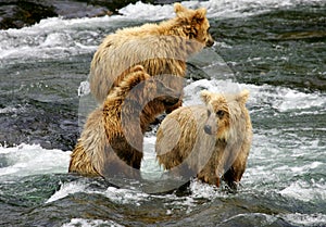 Grizzly bears