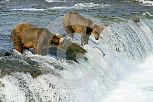 Grizzly bears