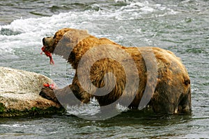 Grizzly bears