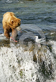 Grizzly bears