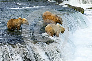 Grizzly bears