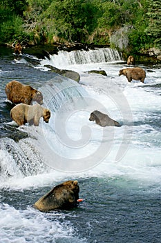 Grizzly bears