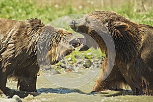 Grizzly Bears