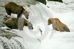 Grizzly bears photo
