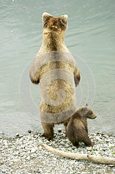 Grizzly bears