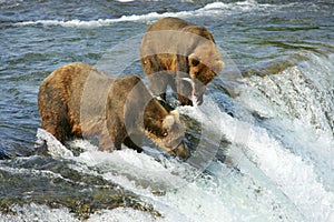 Grizzly bears