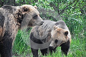 Grizzly bears, Alaska