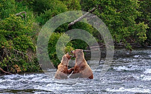 Grizzly Bears of alaska