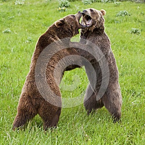 Grizzly bears standing fighting attack Alaskan brown bear fight photo