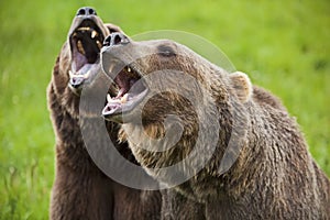 Grizzly Bears arctos ursus growling