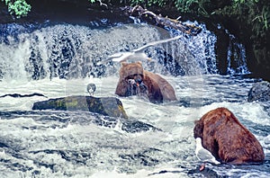 Grizzly bears at Brooks Falls