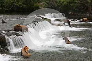 Grizzly bears, Brooks Falls