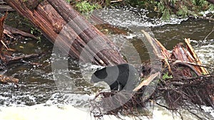 Grizzly bears catch jumping salmon. Close-up. Wildlife and Nature of North America. Mountain river waterfall, Alaska