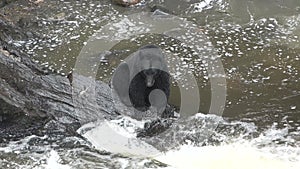 Grizzly bears catch jumping salmon. Close-up. Wildlife and Nature of North America. Mountain river waterfall, Alaska