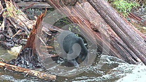 Grizzly bears catch jumping salmon. Close-up. Wildlife and Nature of North America. Mountain river waterfall, Alaska