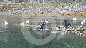 Grizzly bears catch jumping salmon. Close-up. Wildlife and Nature of North America. Mountain river waterfall, Alaska