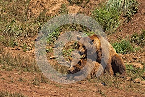 Grizzly bears copulating.