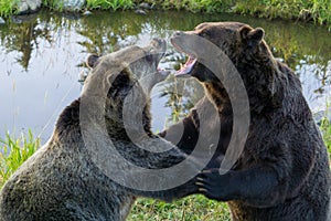 Grizzly bears fight
